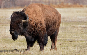 Getting The Word Out About Bison