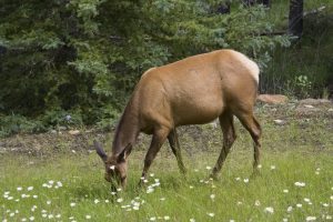 DNR Investigates Elk Shooting. Know Anything?