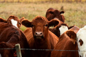 Beef Market Recovery Begins Following HPAI