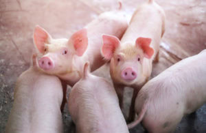 Pork Exports Off To A Great Start
