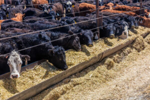 Tightened Fed Cattle Supplies Ahead