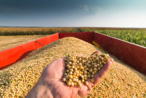 Ready For The Soybean Yield Contest?