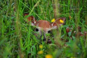 What To Do If You Find A Fawn